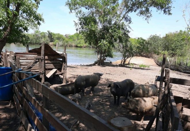 Suinocultura é fechada em Três Lagoas 