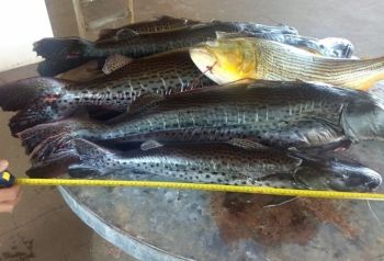PMA apreende 30 kg de peixes proibidos 