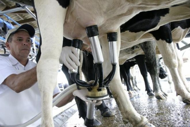 Produção de leite em MS teve avanço de 38,7% em um ano