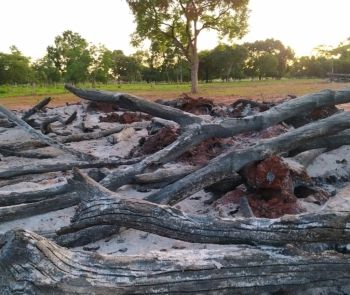 Proprietário rural é multado por derrubar árvores
