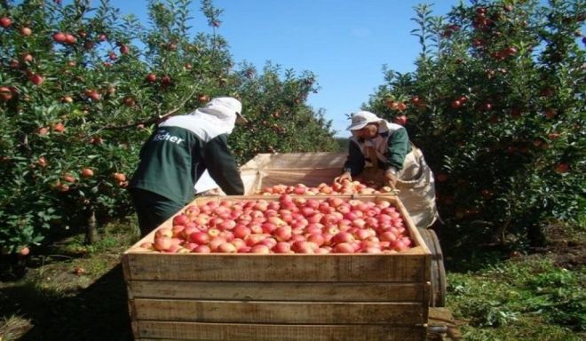 Cerca de 5 mil indígenas devem ser contratados para colher maçã
