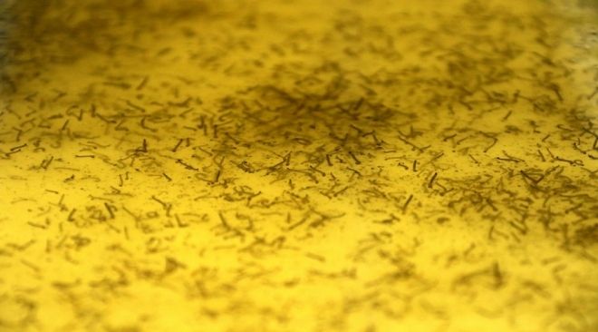 Fabrica de mosquito 