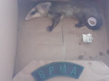 Filhote de gambá é capturado pela PMA 