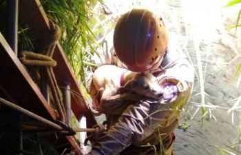 Corpo de Bombeiros resgata cadela que caiu em poço