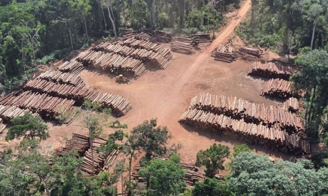 Pará: PF apreende 43,7 mil toras de madeira ilegal 