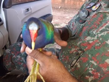 Frango-d’água e gambá são resgatados pela PMA 