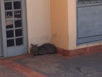 Lobinho é capturado no centro de Campo Grande 