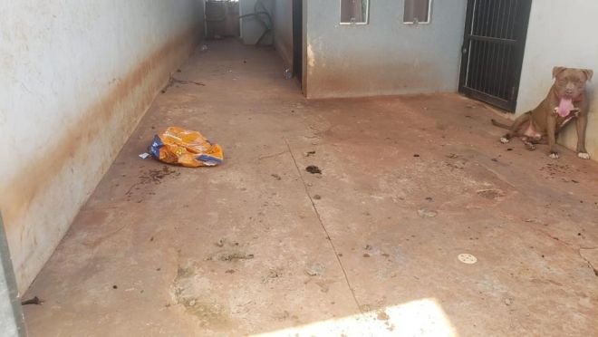 Cadelinha é resgatada pois sofria maus-tratos de pitbull 