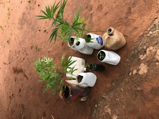 Plantação de maconha 