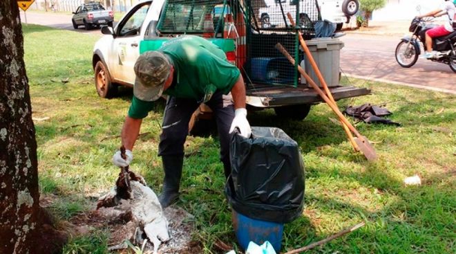 Empresa Sancristo recolhe animais mortos em vias públicas de Três Lagoas