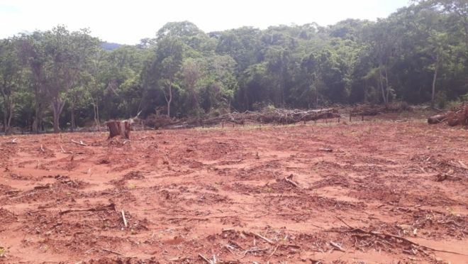 Homem é autuado por desmatamento ilegal no Pantanal
