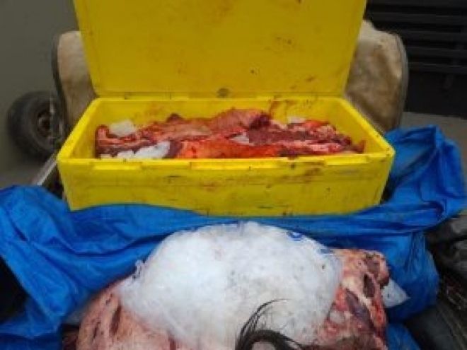 Três caçadores foram presos com quatro armas  e 300 kg de carne