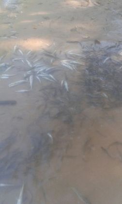Conscientização: Rio Taquari enfrenta problemas ambientais 