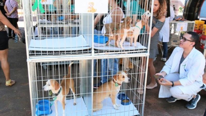 CCZ tira das ruas, mas entrega animais doentes para adoção - Capital -  Campo Grande News