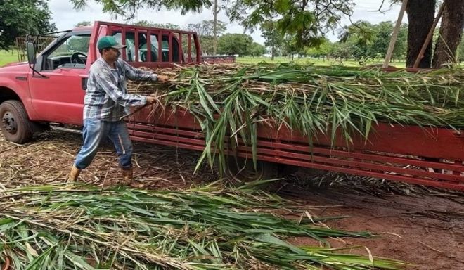 Doa&ccedil;&atilde;o de capia&ccedil;u reduz custos de produtores de MS