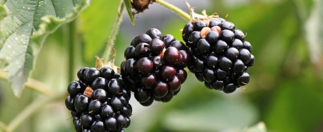 Amora Negra: Por que ela tem sido tão eficaz no tratamento da diabetes?
