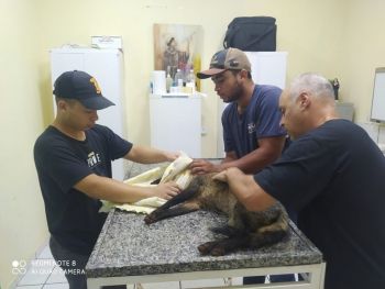 Após ser atropelado lobinho é resgatado pela PMA