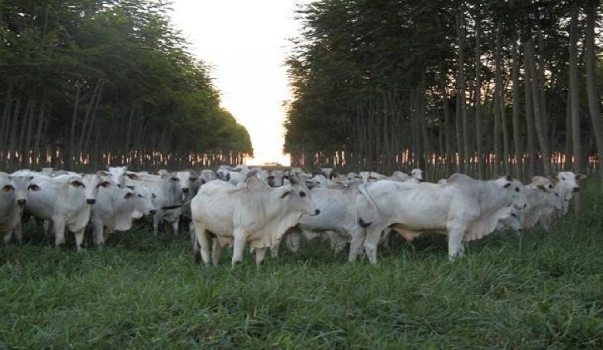 Prazo para o envio de trabalhos ao 2&ordm; Congresso Mundial ILPF termina neste m&ecirc;s 