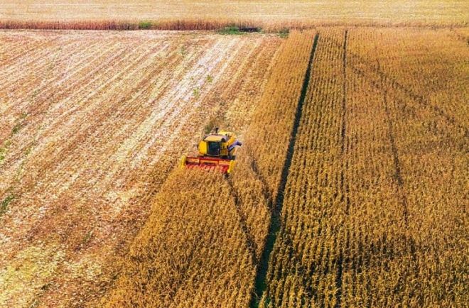 Mato Grosso do Sul já colheu mais de 60% da área cultivada com soja