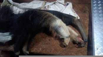 Tamanduá-bandeira atropelado é resgatado em estado grave