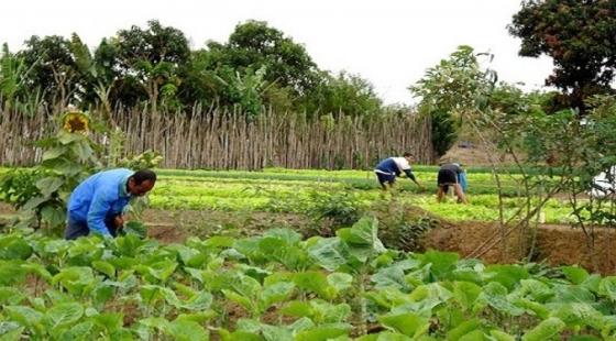 Produtores exercendo a agricultura familiar