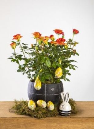 Nesta Páscoa produtores sugerem que visitas sejam substituídas por flores 