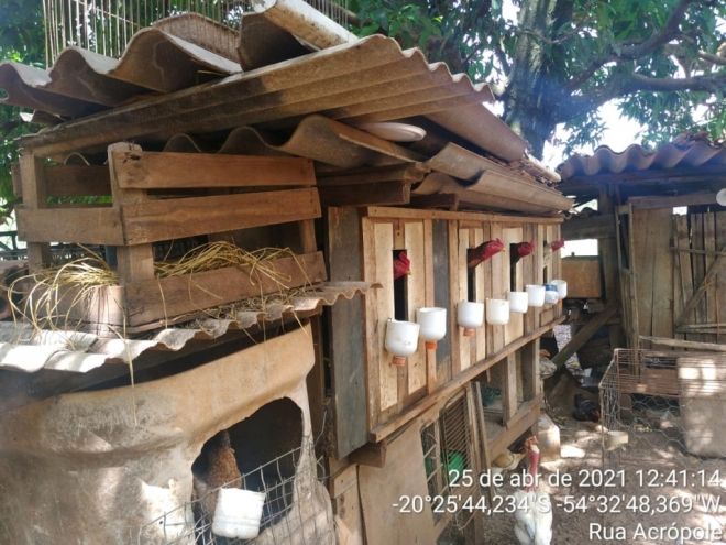 Criadouro de galos para rinha é localizado em Campo Grande 