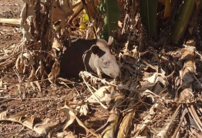 Anta cega é capturada em fazenda 