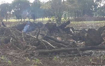 PMA multa homem em R$ 7 mil por incêndio em vegetação 