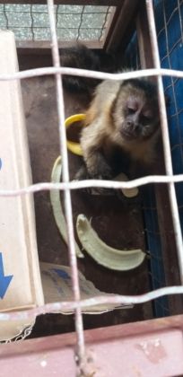 Macaco-prego com as patas feridas é resgatado pela PMA 