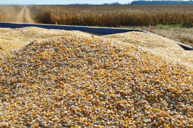 Mato Grosso do Sul registra valorização na saca do milho 