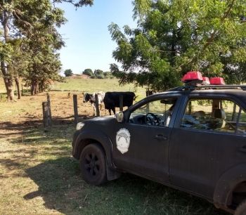 Polícia recupera, gado furtado mês de março