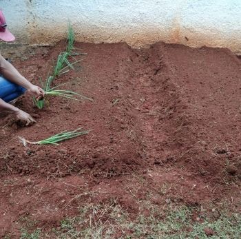 Presídio de Jardim contribui no cultivo de horta em creche