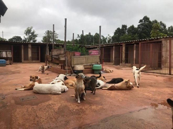 Prefeitura lança primeira Campanha do Agasalho Animal