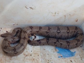Jiboia é capturada em telhado de barracão da SES