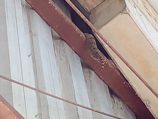 Jiboia é capturada em telhado de barracão da SES