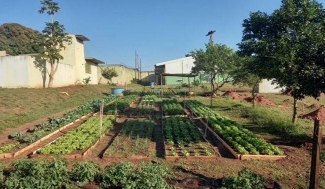 Projeto Hortas Urbanas incentiva alimentação saudável e promove a ressocialização