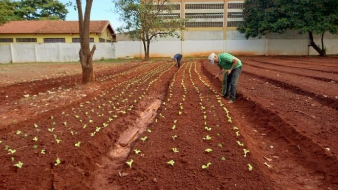 Horta modelo fomenta a agricultura familiar na Capital