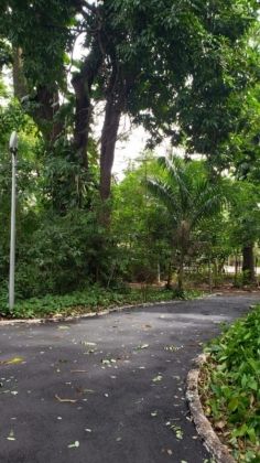 Horto Florestal