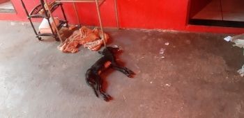 Cão morre de hipotermia e tutores são presos em Campo Grande 