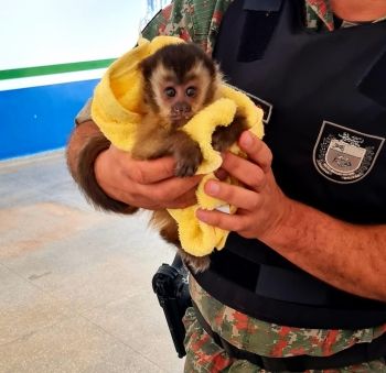 Filhote de macaco-prego &eacute; resgatado durante em rodovia 