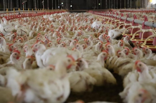 Preço médio do frango valoriza significativamente em Mato Grosso do Sul