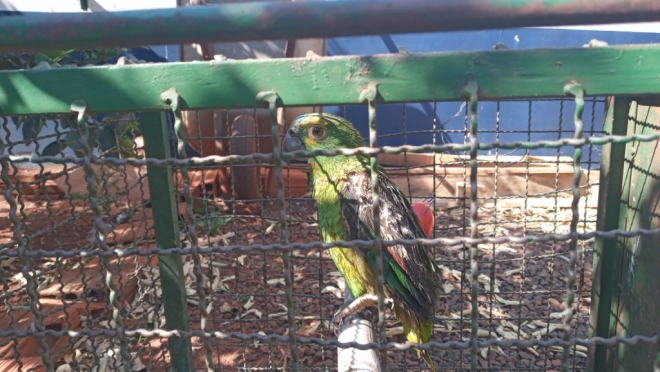 Filhote de papagaio é capturado em via pública 