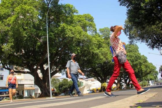 Direto da &Aacute;sia, &aacute;rvores da Afonso Pena completam 100 anos