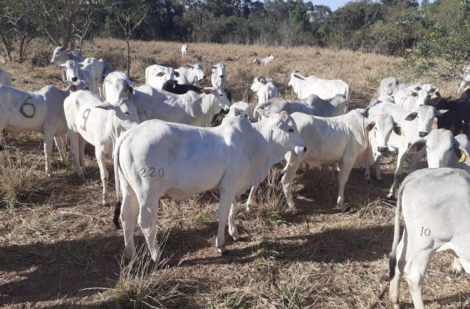 Bovinos da raça Nelore e Girolando serão leiloados em MS