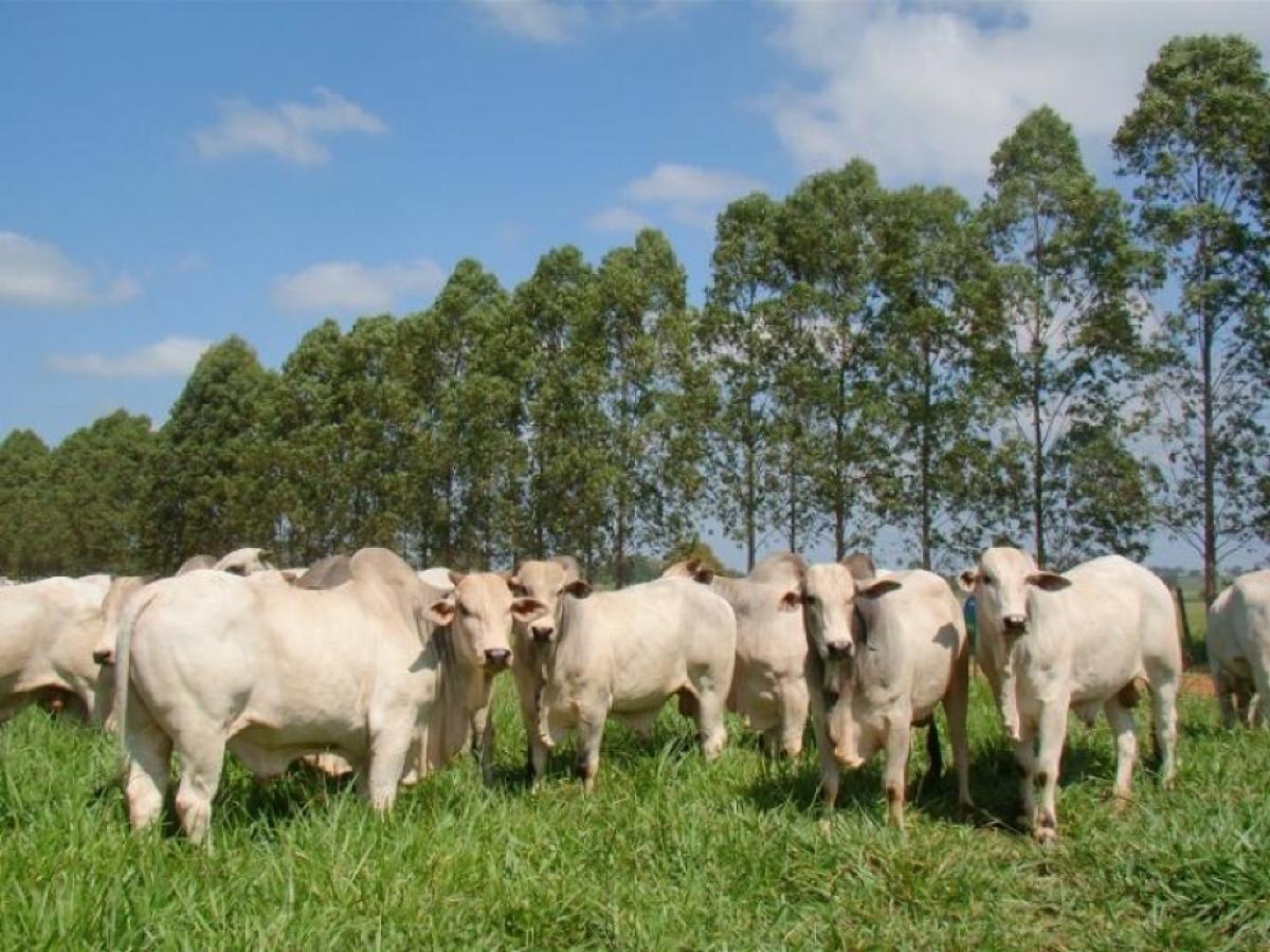 Em 11 anos, agronegócio investiu mais de R$ 12 bilhões em áreas agrícolas de MS