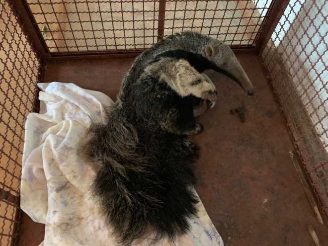 Polícia Ambiental recolhe filhote de tamanduá-bandeira abandonado em canavial