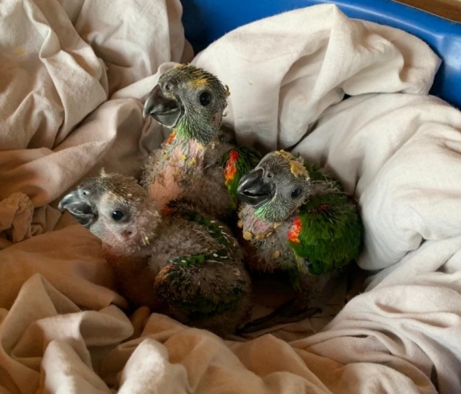 Polícia Ambiental resgata filhotes de papagaio que caíram do ninho durante a ventania