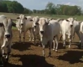 Polícia recupera 35 cabeças de gado em Mato Grosso do Sul  