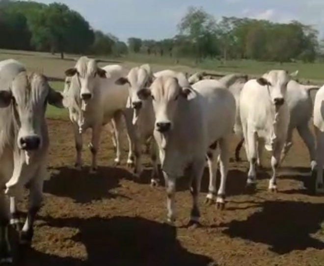 Polícia recupera 35 cabeças de gado em Mato Grosso do Sul